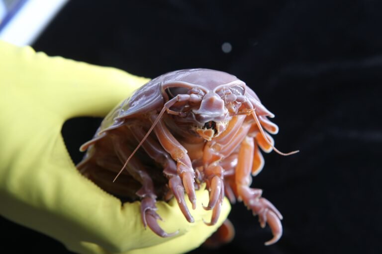 Como esta criatura 'alien' do fundo dos oceanos pode chegar a 5 anos sem comida