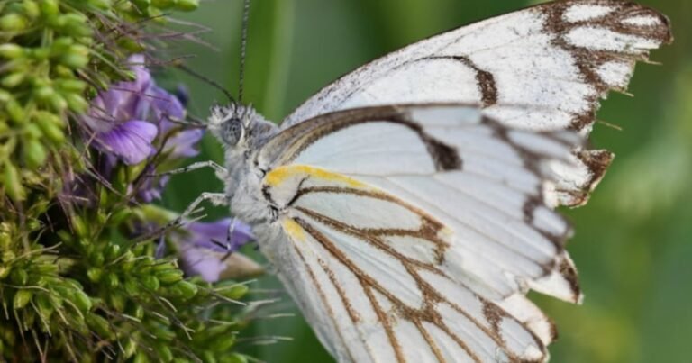 Float like a butterfly: insect’s wing patterns may trick predators with motion illusions