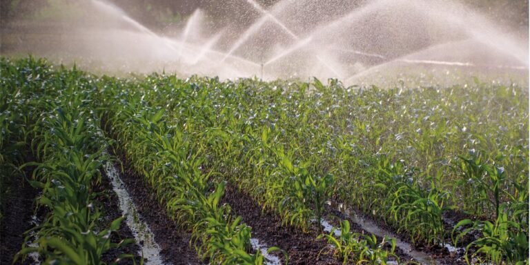 Moçambique Liga-se ao Agro-Negócio de Portugal